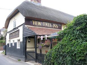 Yew Tree